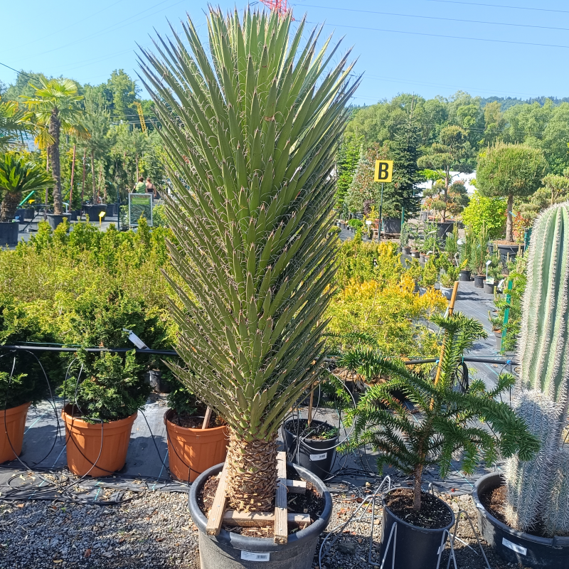 Yucca filifera (Juka vláknitá) - kont. C70L, výška 170-200 cm (-15°C)